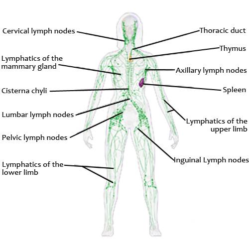 lymphatic system